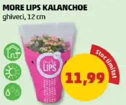 Penny More lips kalanchoe Ofertă