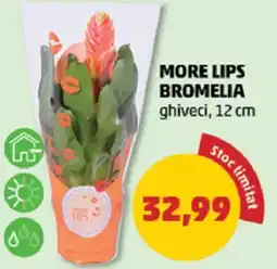 Penny More lips bromelia Ofertă