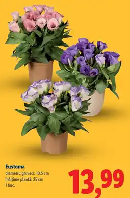 Lidl Eustoma Ofertă