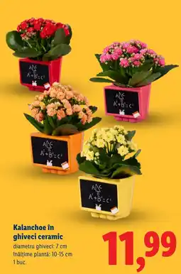 Lidl Kalanchoe în ghiveci ceramic Ofertă