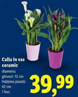 Lidl Calla în vas ceramic Ofertă