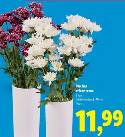 Lidl Buchet crizanteme Ofertă