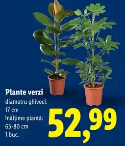 Lidl Plante verzi Ofertă