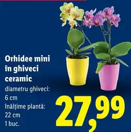 Lidl Orhidee mini în ghiveci ceramic Ofertă
