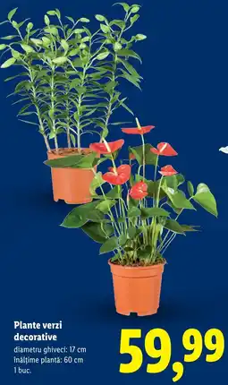 Lidl Plante verzi decorative Ofertă
