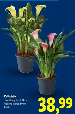 Lidl Calla Mix Ofertă