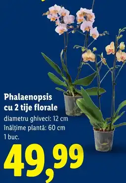 Lidl Phalaenopsis cu 2 tije florale Ofertă