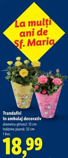 Lidl Lovely Roses Trandafiri Ofertă