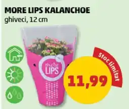 Penny MORE LIPS KALANCHOE Ofertă