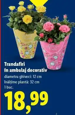 Lidl Trandafiri în ambalaj decorativ Ofertă
