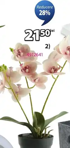 JYSK Orchidee Ofertă
