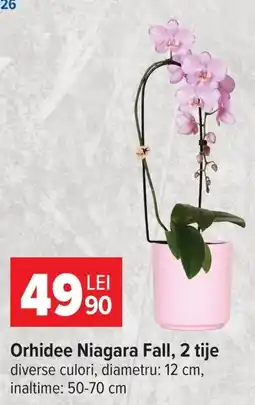 Carrefour Orhidee Niagara Fall Ofertă