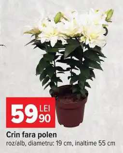 Carrefour Crin fara polen Ofertă
