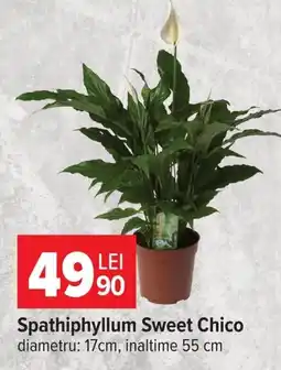 Carrefour Spathiphyllum Sweet Chico Ofertă
