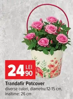 Carrefour Trandafir Potcover Ofertă