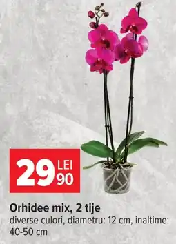 Carrefour Orhidee mix Ofertă