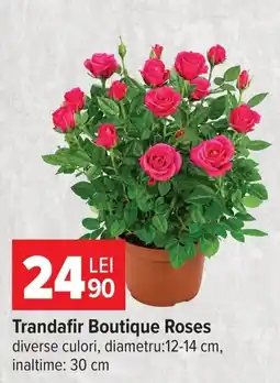 Carrefour Trandafir Boutique Roses Ofertă