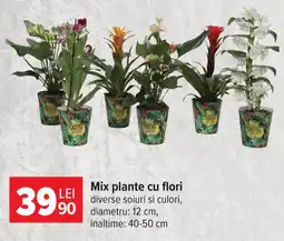 Carrefour Xotic plante Ofertă
