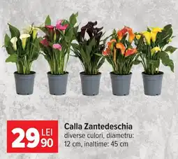 Carrefour Calla Zantedeschia Ofertă