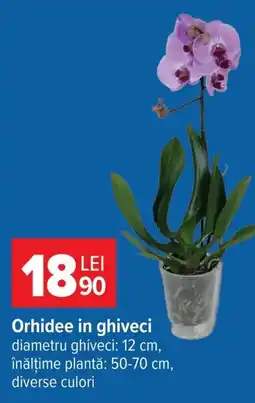 Carrefour Orhidee in ghiveci Ofertă