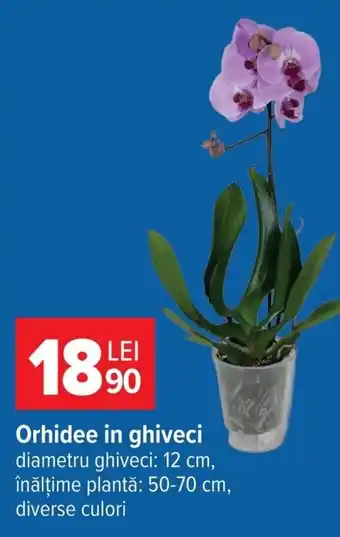 Orhidee in ghiveci