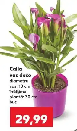 Kaufland Calla vas deco Ofertă