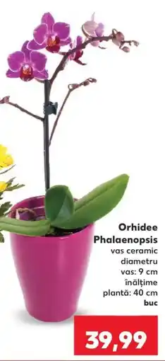 Kaufland Orhidee Phalaenopsis Ofertă