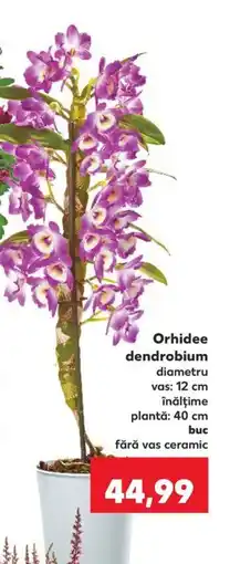 Kaufland Orhidee dendrobium Ofertă