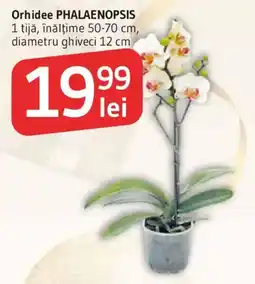 Supeco Orhidee Phalaenopsis Ofertă