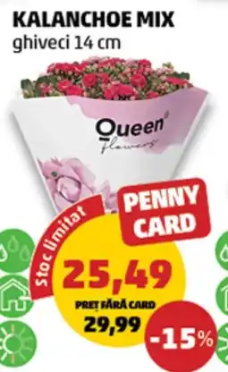 Penny Queen flowers Kalanchoe Mix Ofertă