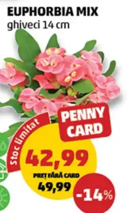 Penny Penny Card Euphorbia Mix Ofertă