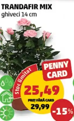 Penny Trandafir mix Ofertă