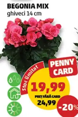 Penny Begonia mix Ofertă