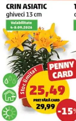Penny Penny Card Crin Asiatic Ofertă