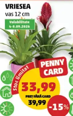 Penny Vriesea Ofertă