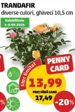 Penny Trandafir Ofertă
