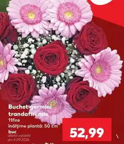 Kaufland Buchet germini trandafiri mix Ofertă