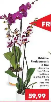 Kaufland Orhidee Phalaenopsis Ofertă