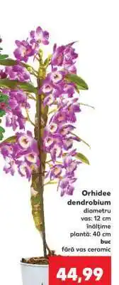 Kaufland Orhidee dendrobium Ofertă