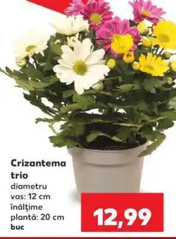 Kaufland Crizantema trio Ofertă