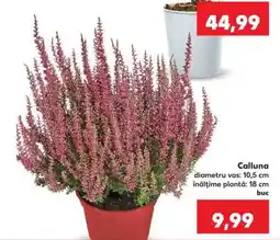 Kaufland Calluna Ofertă