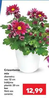 Kaufland Crizantema mix Ofertă