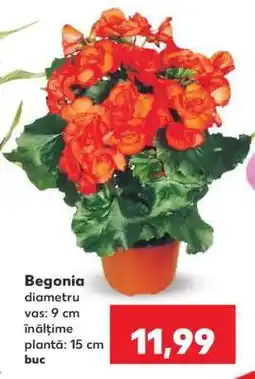 Kaufland Begonia Ofertă