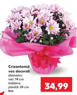 Kaufland Crizantemă vas decorat Ofertă