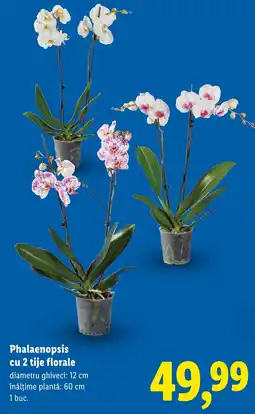 Lidl Phalaenopsis cu 2 tije florale Ofertă