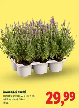 Lidl Lavandă Ofertă