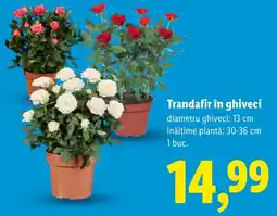 Lidl Trandafir în ghiveci Ofertă