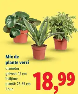 Lidl Mix de plante verzi Ofertă