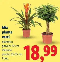 Lidl Mix plante verzi Ofertă