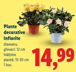 Lidl Plante decorative înflorite Ofertă